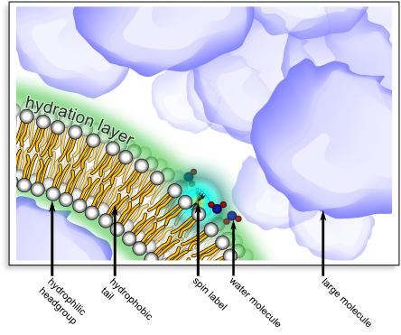 Hydration layer