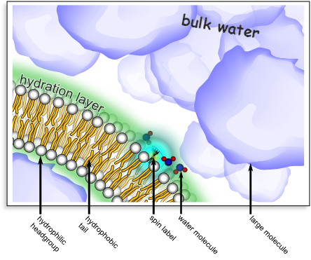 Hydration layer